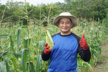 Thai farmer stands in green cornfield holding fresh ear of corn and giving a thumbs-up, wearing a...