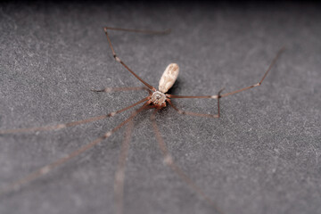 Brown spider with long legs resting on a dark surface during daylight