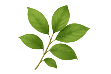 Green plant branch with fresh natural leaves, representing growth, ecology, and organic health on transparent background