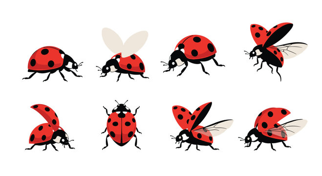 A collection of red ladybugs in various poses including walking standing and flying with open wings on white background.
