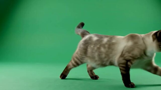 Siamese cat prowling on a vibrant green screen background ready for digital compositing