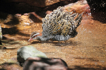 Closeup of a Buff-banded Rail bathing, New South Wales Australia
