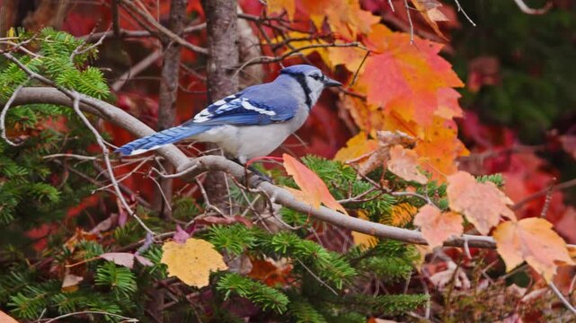 Canadian Autumn Forest With Blue Jay On Tree Branch. Peaceful Wild Nature Scene Showing A Blue Jay Bird Perched On A Branch Surrounded By Bright Autumn Foliage. Canada, Nova Scotia.