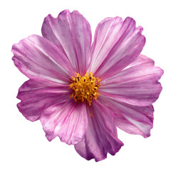 Close-up of a vibrant, single, pink and white cosmos flower, with a detailed center