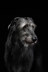 A Scottish Deerhound gazes off to the side, its wiry coat illuminated by soft lighting. The dark...