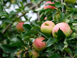 Red apples on apple tree branches in orchard. Close-up