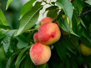 Close-up shot of organic peaches with water drops growing on a peach tree after rain.