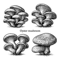 Oyster Mushroom Botanical Engraving Set Transparent Background
