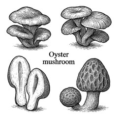 Oyster Mushroom Botanical Engraving Set Transparent Background