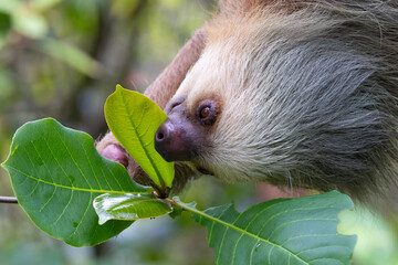 Naklejka premium sloth