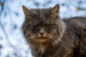 Intense Close-Up Portrait of a Gray Long-Haired Cat with Piercing Green Eyes