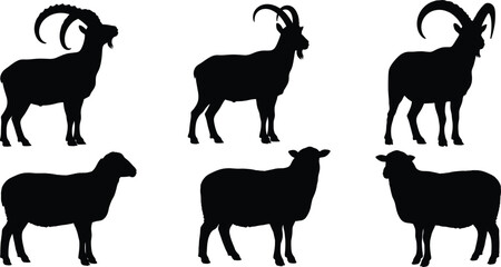 Goat, sheep, silhouette, animal, livestock, farm, rural, black, figure, wool, horn, standing, walking, pose, domestic, nature, agriculture, mammal, pasture, identification