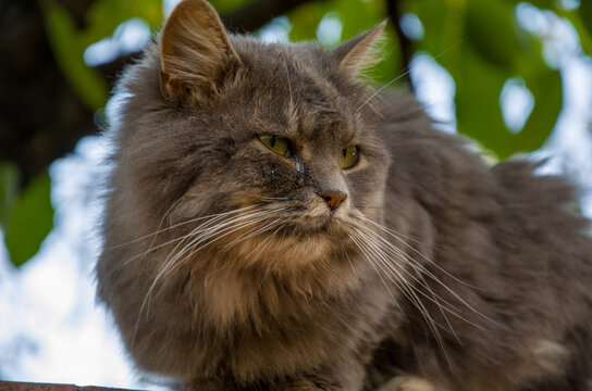 Fluffy Gray Cat Portrait with Intense Eyes Against Green Bokeh