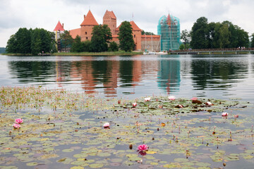 Water lily in a trakai lakes with trakai Island castle blurred background