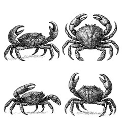 Crab vintage engraving style black and white