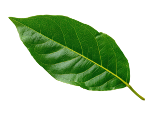 Close-up of a vibrant green leaf.  A healthy,  oval-shaped leaf with prominent veins.  Deep green tones and a slightly glossy texture.  Isolated against a black background