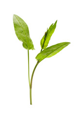 Young sorrel sprout isolated on transparent background