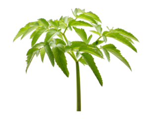 Leaves of Angelica sylvestris isolated on transparent background