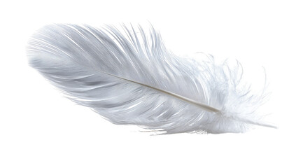A single, pristine white feather, lying diagonally across the image.  The feather's barbs are detailed, showing a soft, delicate texture