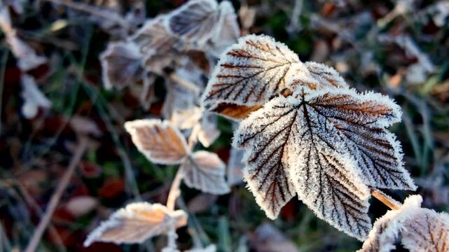 Frost-covered leaves glisten in morning light, showcasing intricate textures and colors, as the camera smoothly zooms in to reveal nature's delicate beauty and detail