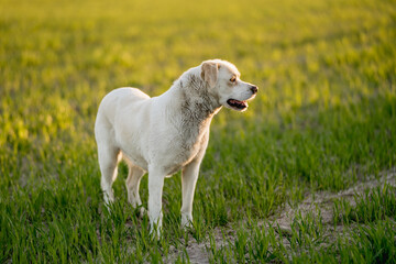 Fototapeta premium Dog in nature during outdoor activity and training at golden hour 