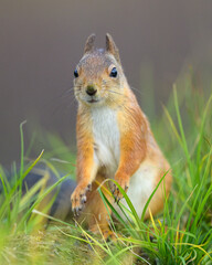 Red squirrel on the ground looking cute