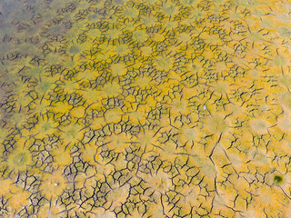 mud at the bottom of the pond is green with algae that have overgrown fertilized alluvial sediments.