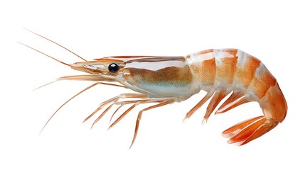 Detailed view of a raw shrimp showcasing its segmented body translucent exoskeleton with orange and white markings and delicate antennae on a clean white backdrop
