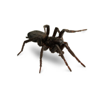 Spider isolated on transparent background