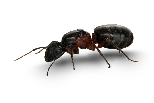 Forest ant isolated on transparent background