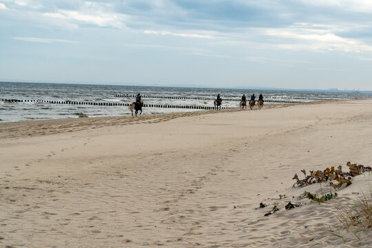 Galopp am Strand