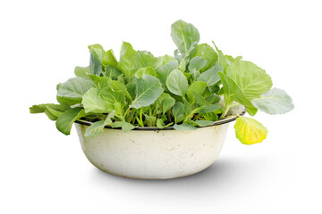 A bowl with cabbage seedlings isolated on a transparent background