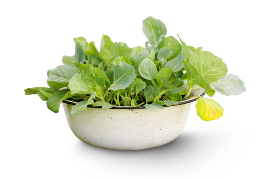 A bowl with cabbage seedlings isolated on a transparent background