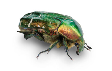 The May beetle (bronze beetle) is isolated on a transparent background.