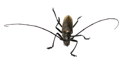 Longhorn beetle isolated on transparent background