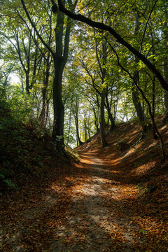 Wald am Stettiner Haff