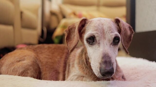 Closeup of Brown Male Short-Haired Dachshund Lying On Bed Looking Around Curiously
