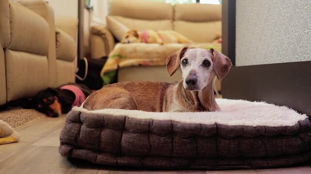 Push In Shot of Brown Male Short-Haired Dachshund Lying On Bed Looking Around