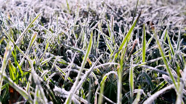 Frost-covered grass glistens in morning light, showcasing intricate details and textures, as the camera smoothly pans across the scene, revealing nature's beauty and serenity
