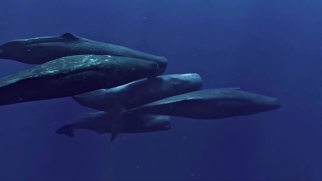 Sperm Whales Swimming in Deep Ocean