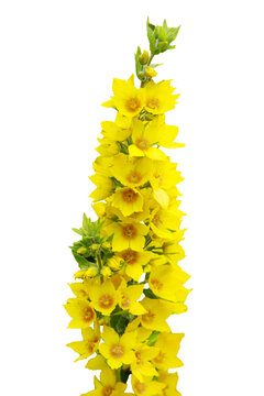 Yellow loosestrife lysimachia isolated on transparent background