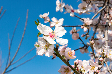 Spring flowering apricot. Cherry blossom flowers are in bloom in Alanya City, Turkey