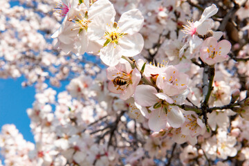 Spring flowering apricot. Cherry blossom flowers are in bloom in Alanya City, Turkey