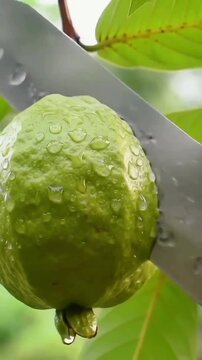 Original red guava cutting