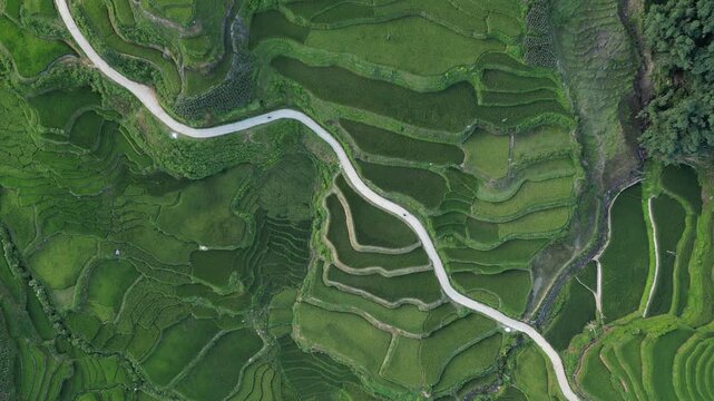 Aerial view of a serpentine road cutting through the vibrant green rice terraces, a picturesque landscape of agriculture, Sa Pa, Lao Cai, Vietnam.