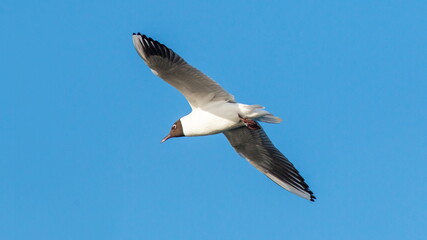 seagull in flight