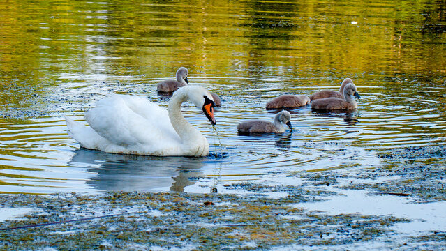 white swan on the lake