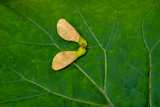 Two Maple Samara Seeds Resting on a Textured Green Leaf
