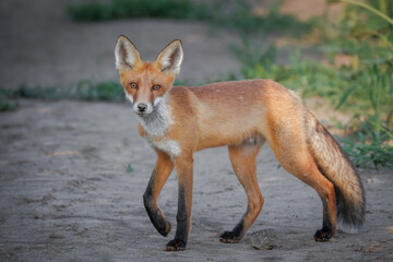 A young, cute red fox stands on the ground, gazing toward the camera lens on a summer evening.