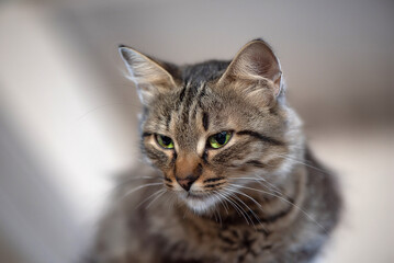 Domestic cat with a playful expression, lying on a soft surface, showcasing its fur texture and curious demeanor, embodying the essence of feline companionship and charm